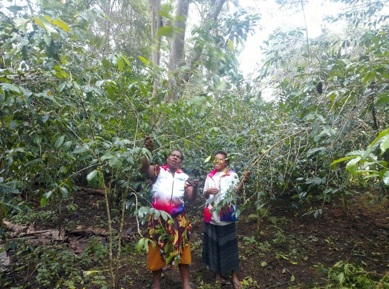 Two Olive Environmental Association members inspecting coffee trees