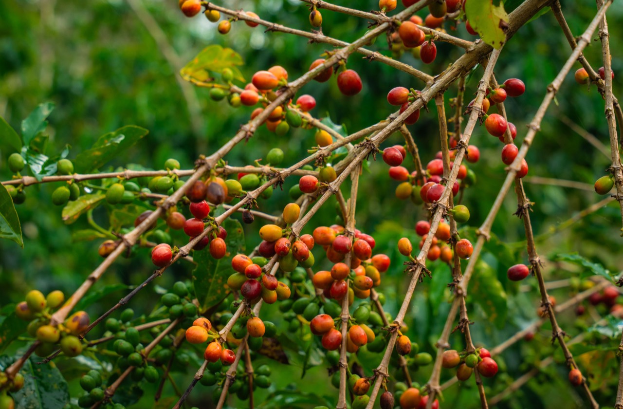 Coffee cherries across ripening stages