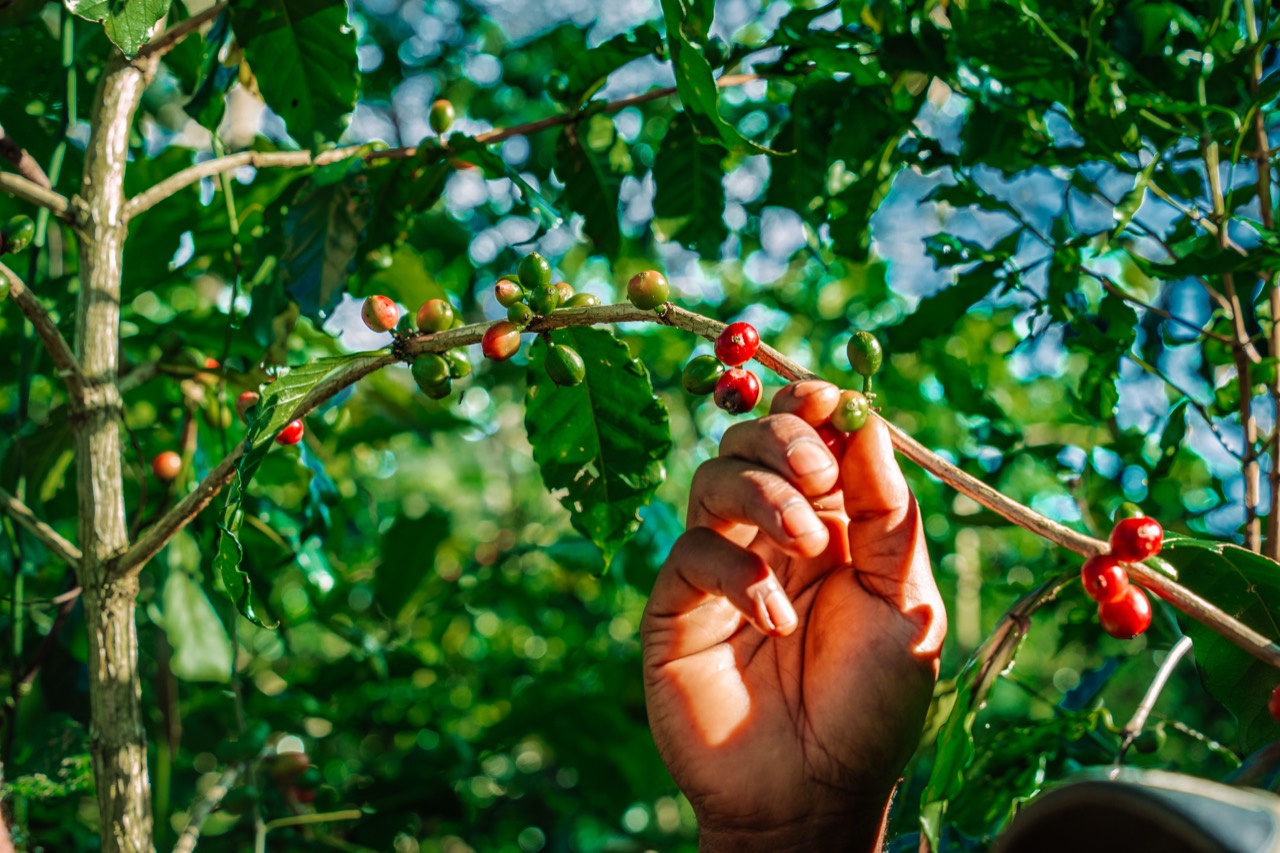 Ripeness and field-quality inspection