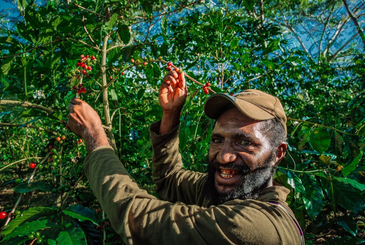 Selective cherry observation at harvest