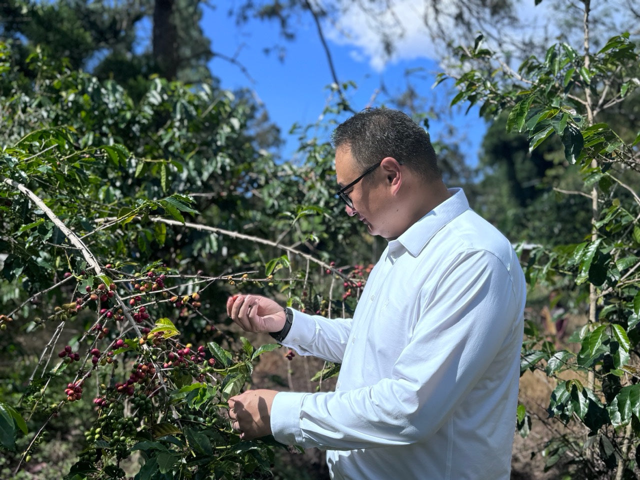 Coffee field observation in the Papua New Guinea Highlands